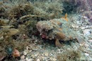 Underwater Ocean and seas picture from Dayo Scuba, Winter Park, Orlando, Florida